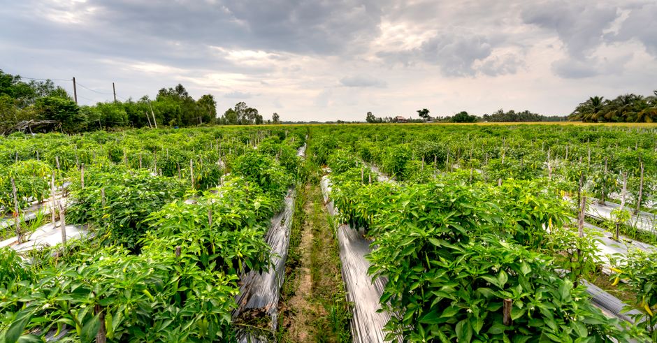Le potager derrière la grange